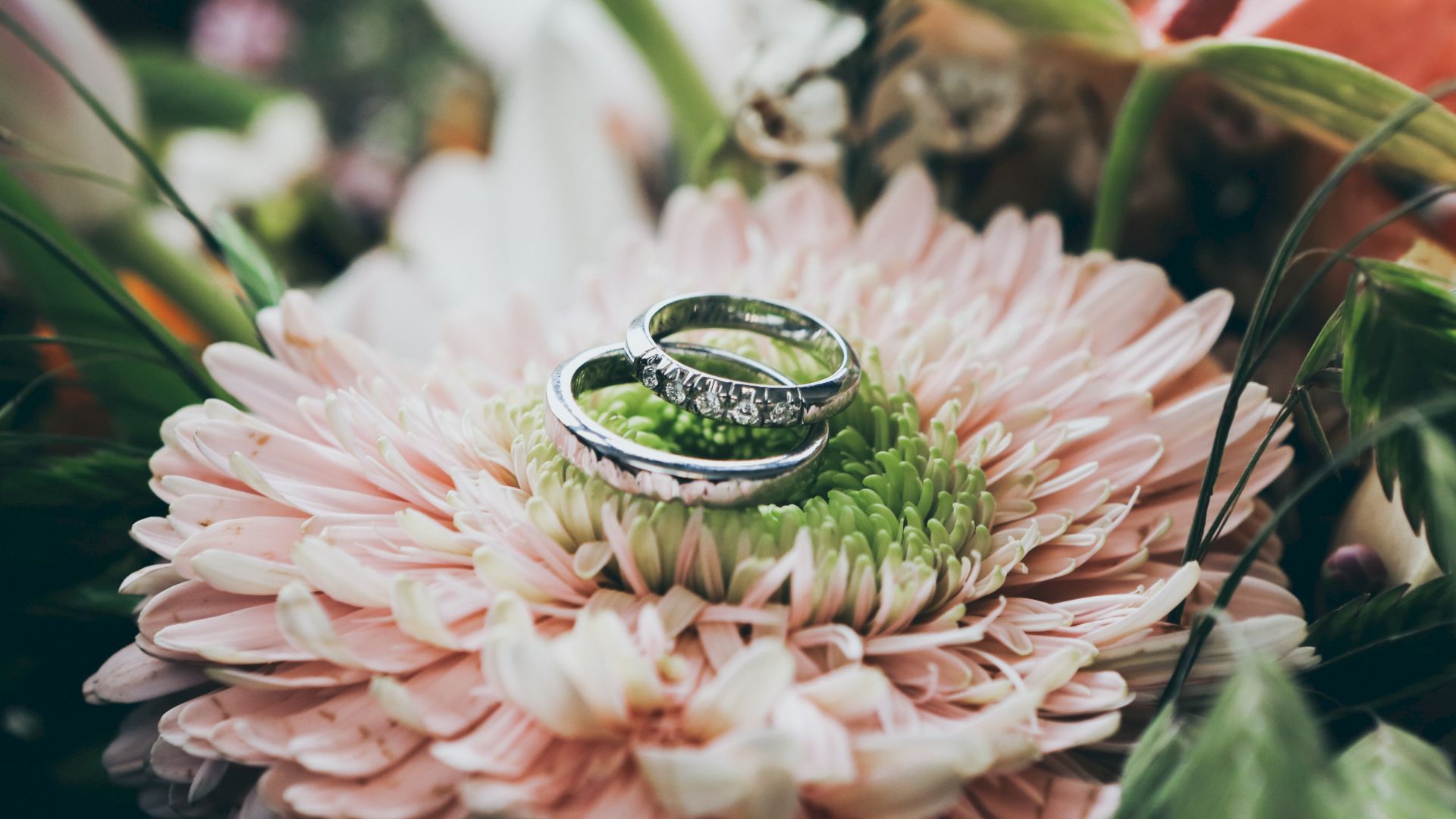 Two silver rings rest on a pink and green chrysanthemum, surrounded by greenery in the background.