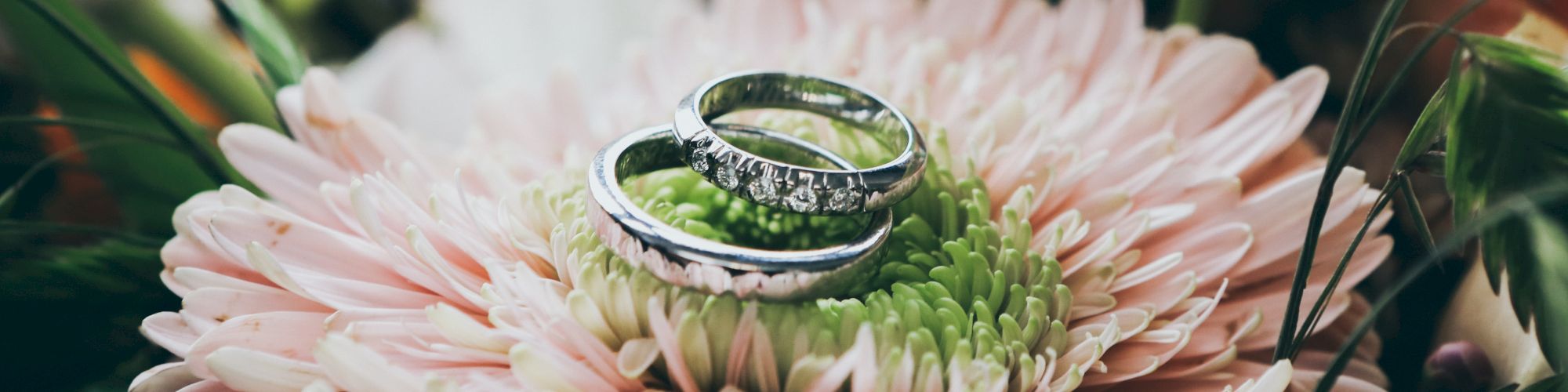 Two silver rings rest on a pink and green chrysanthemum, surrounded by greenery in the background.